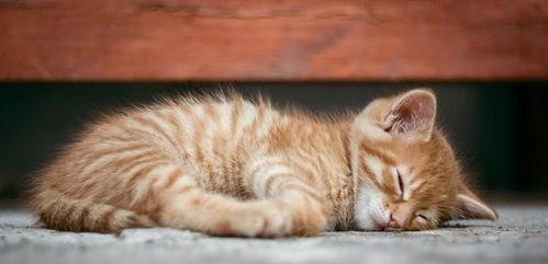 猫咪可以吃八棱瓜,揭秘八棱瓜的神奇魅力