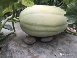 魏珞珞大型吃瓜,揭秘娱乐圈幕后风云