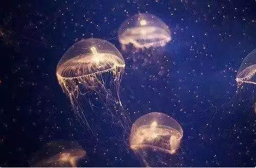 飞升水母网红,网络红人的崛起与影响力