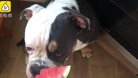 猫狗都吃瓜,揭秘宠物界的美食盛宴