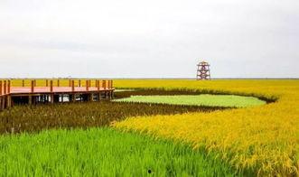 王稳庄网红,揭秘网红背后的魅力小镇