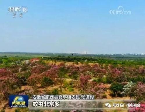 新闻头条安徽肥西县天气,暴雨侵袭引发关注”