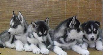 哈士奇二哈吃瓜,吃瓜群众的欢乐日常