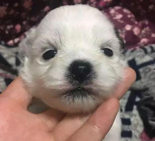 网红泰迪奶孩子,萌宠奶爸的温馨育儿记